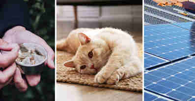 Nya lagar 2023. Bild visar en persons händer som tar en snus, en katt som ligger och njuter och solceller på ett hustak.